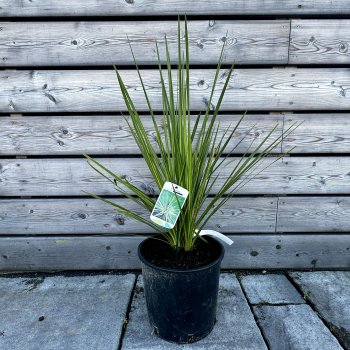 Cordyline Australis, Kordylína austrálska, kont. C10L, výška: 60-80 cm (-12°C)